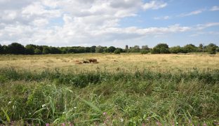 Potter Heigham - Mooring plot